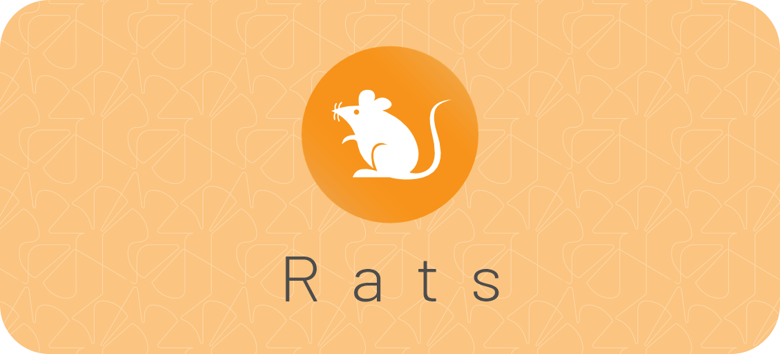 rats-rats-TSP-2.png